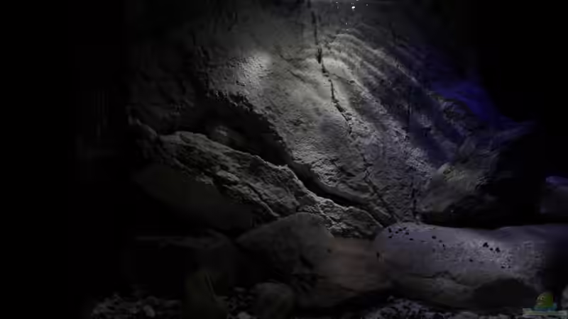 Aufzucht-und Behandlungsbecken von The Pictus catfish (3)