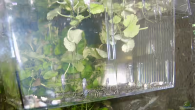 Aufzucht zur zeit knap 60 kleine Antennenwelze von Enrico Bergmann (13)