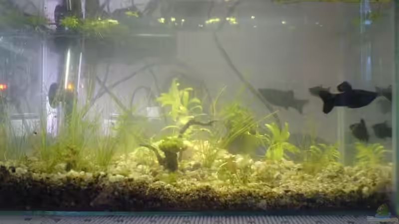 Aufzuchtaquarium 1. Tag