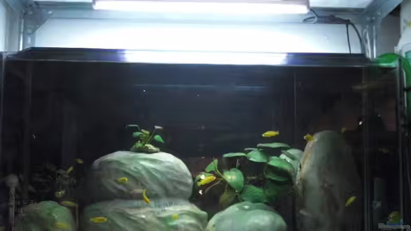 Aufzuchtbecken 1, 128 Liter von Malawi TOM (6)