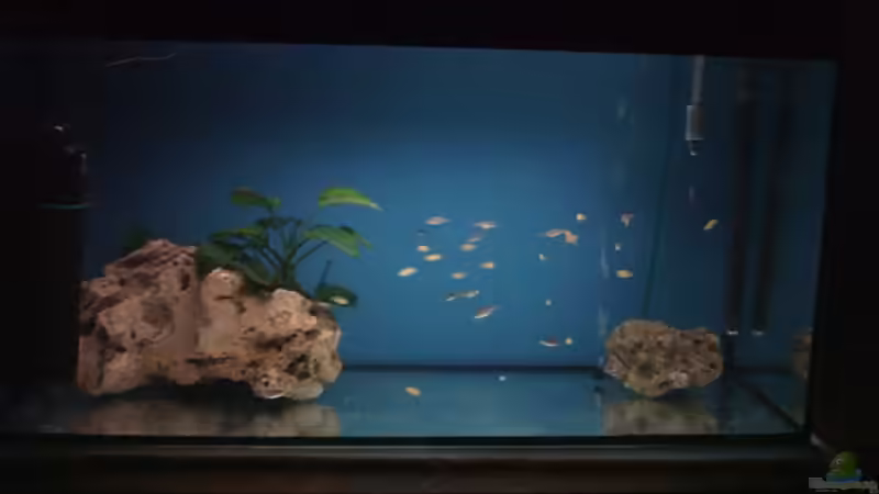 Aufzuchtbecken 112 L von Philipp Clodt (2)