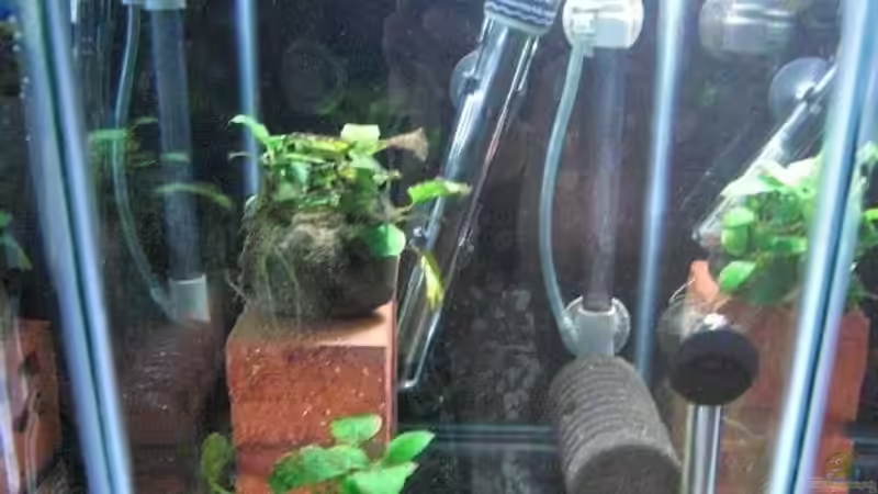 Aufzuchtbecken 6, für die ersten tage und die Welseier von Malawi TOM (13)