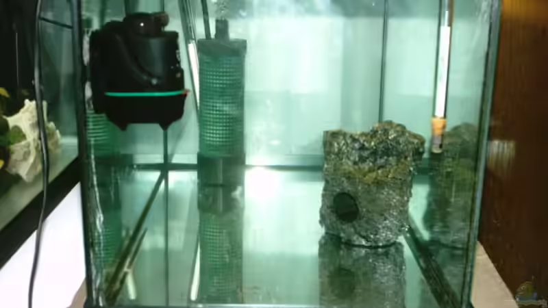 Aufzuchtbecken 60 L von Philipp Clodt (3)