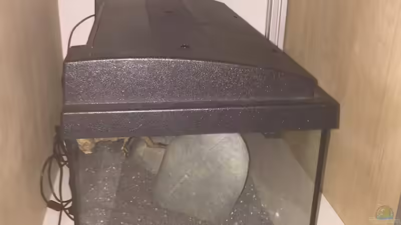 Aufzuchtbecken 60l im Aquarium Unterbau untergebracht von Dresdn3r (16)