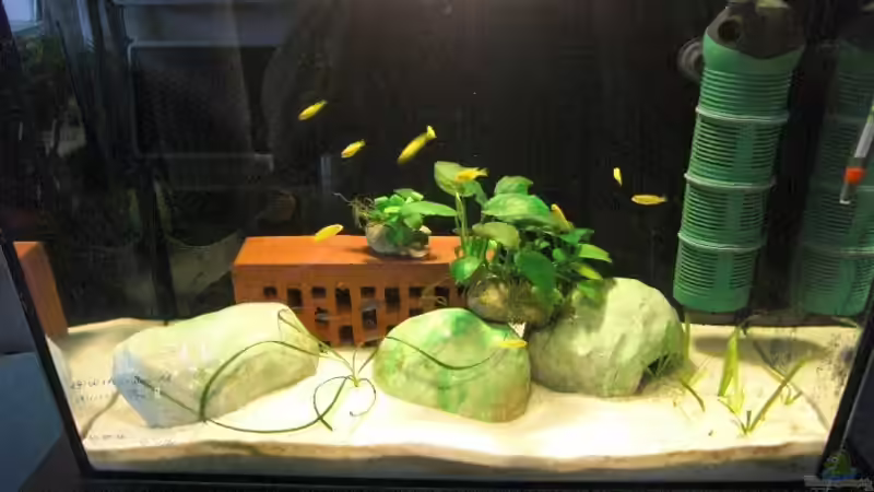 Aufzuchtbecken 8 für die kleinen bis 4 cm von Malawi TOM (15)