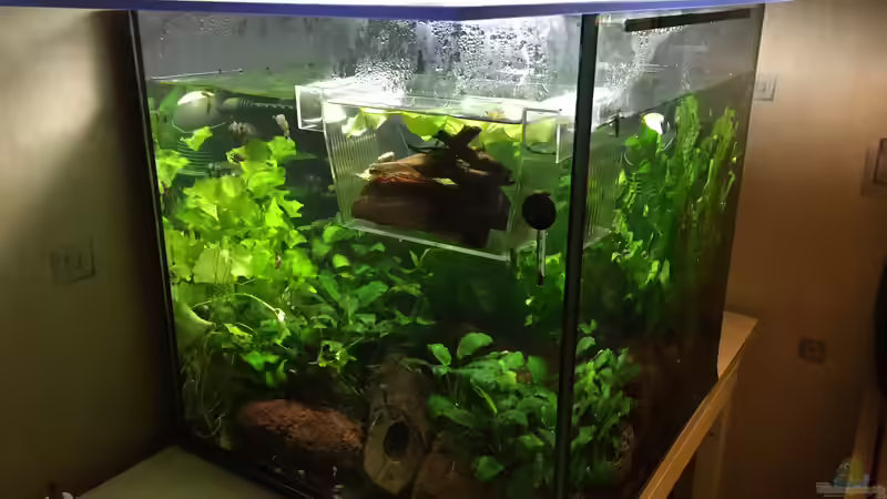 Aufzuchtbecken Ancistrus sp. ???Rio Paraguay???  von Danny (4)