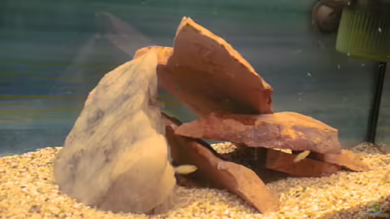 aufzuchtbecken für meine yellows von Bernd Galler (7)