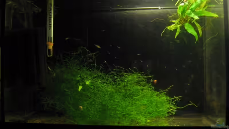 Aufzuchtbecken mit mini Galaxy von Sven Kliche (11)