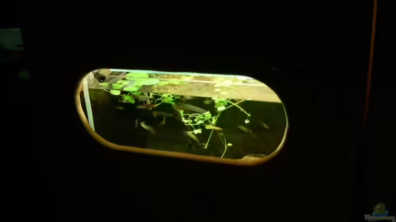 Aufzuchtbecken mit Tür und Fenster von Werner Lehmann (3)