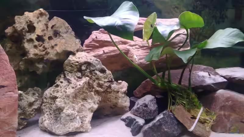 Aufzuchtbecken Mpanga von Marco O. (30)