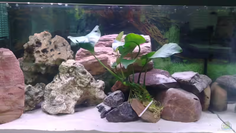 Aufzuchtbecken Mpnga von Marco O. (29)