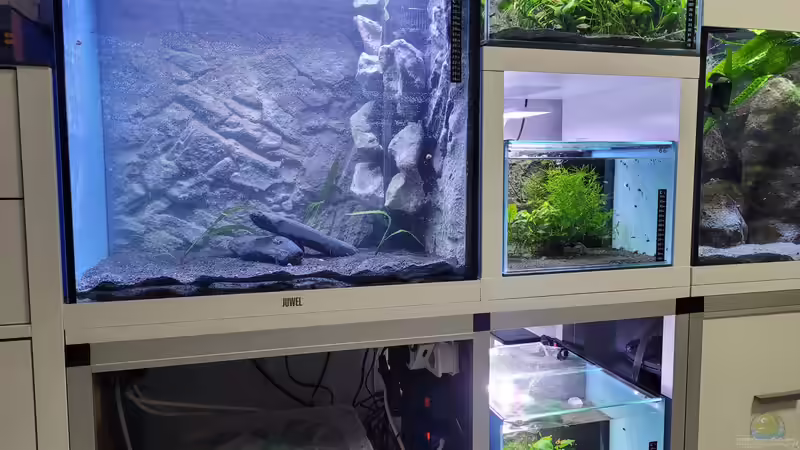 Aufzuchtbecken neu eingerichtet, deshalb noch etwas trüb. von Chris Heerwagen (73)