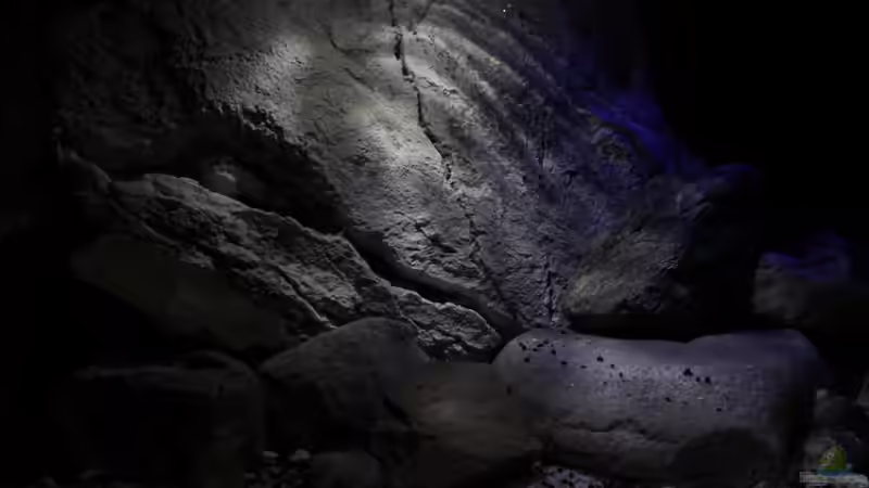 Aufzuchtbecken optisch aufgewertet von The Pictus catfish (5)