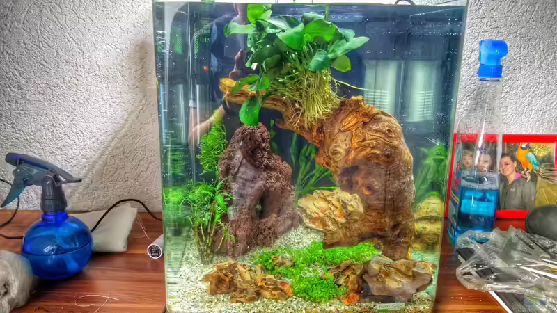 Aufzuchtbecken Perlhuhnbärblinge von Solvin (1)