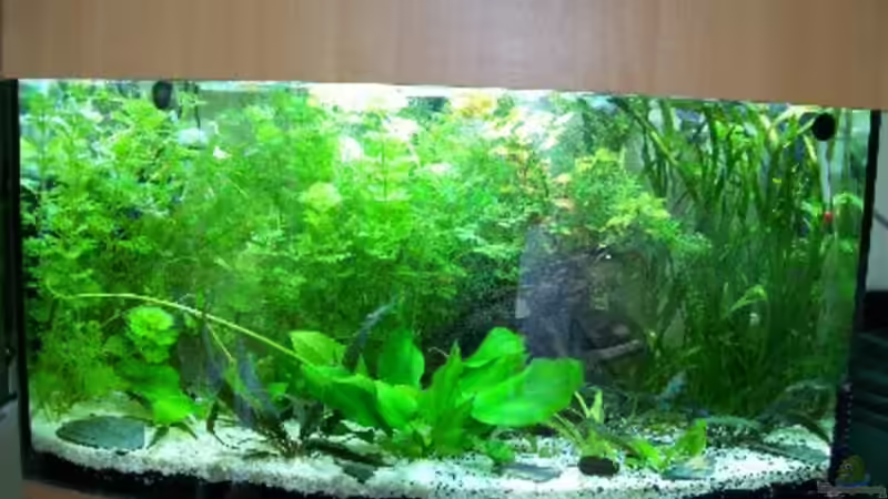 Aufzuchtbecken von Aquaristik-sbk (1)