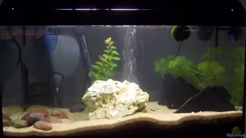 Aufzuchtbecken von Daniela Prison (3)