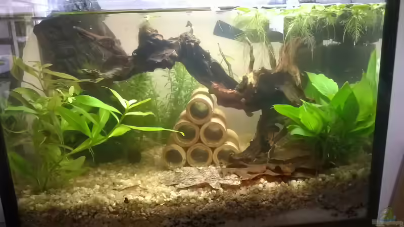 Aufzuchtbecken von garnelchen (1)