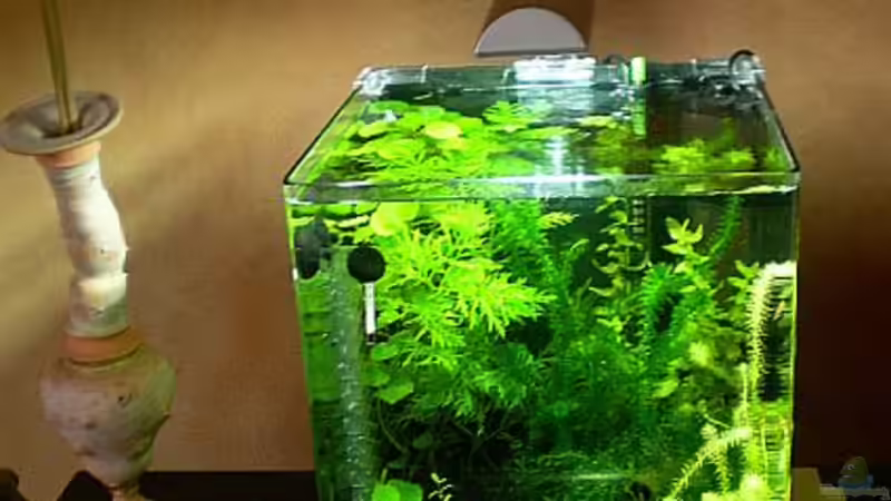 Aufzuchtbecken von Minifisch (1)