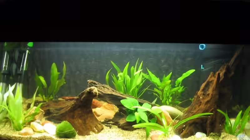 Aufzuchtbecken von Thomas Hilsberg (5)