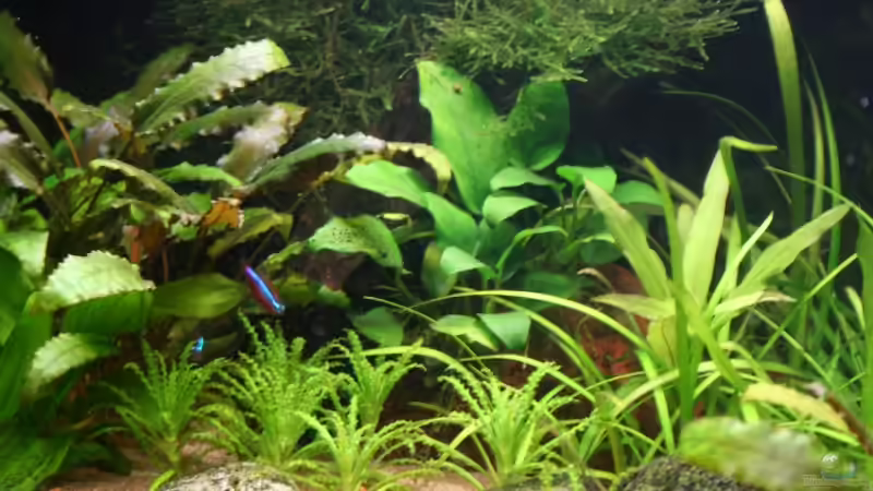 Aug. 08 von Wildwuchs (2)