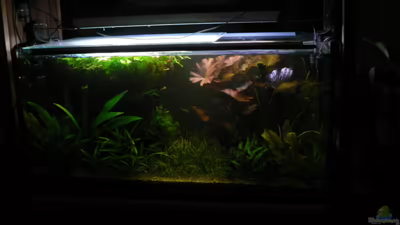 aug. 10, Blick Eßecke von Zapfenmanderl (15)