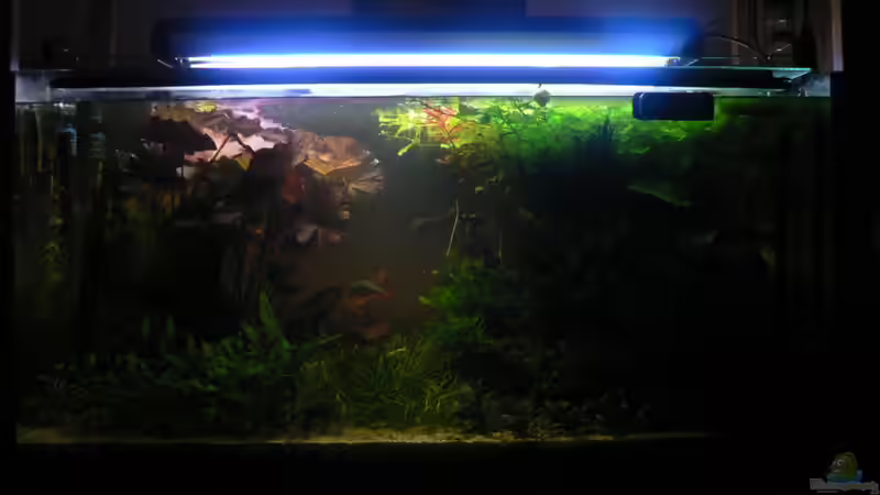 aug.10, Blick vom Sofa. von Zapfenmanderl (14)