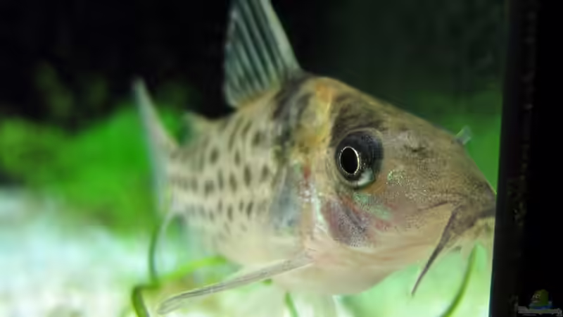 Auge in Auge mit dem Cory von Stefan Peter (22)