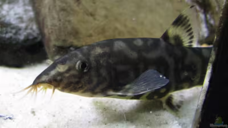 Auge in Auge von Lixa (19)