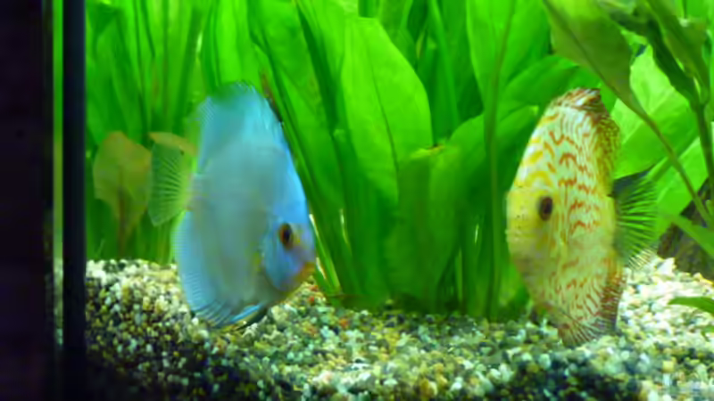 Auge in Auge von Normen Mosick (14)