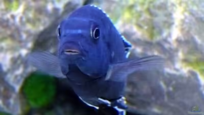 Auge um Auge... von Malawis zu Verkaufen (13)