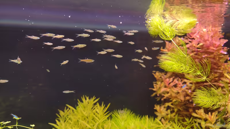 Augenfleckbärblinge auf der rechten Seite des Beckens v. 11.02.2024 von C-NA (45)