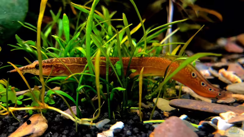 Macrognathus aculeatus im Aquarium halten (Einrichtungsbeispiele für Augenfleckstachelaale)