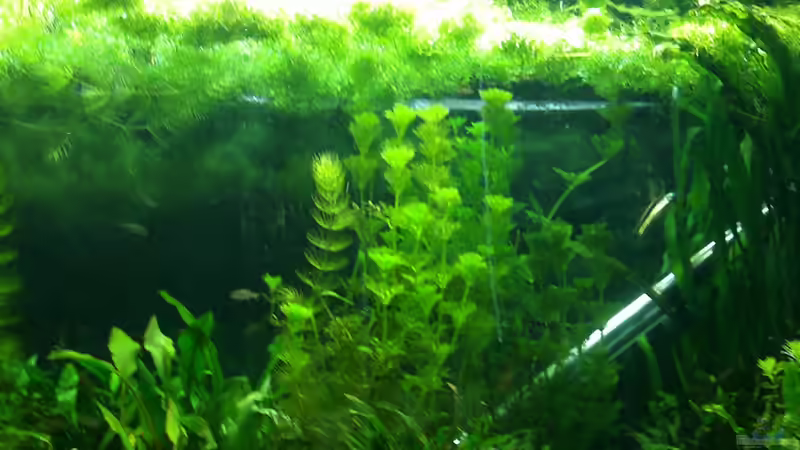 Augost 2013 von lomarraco (33)