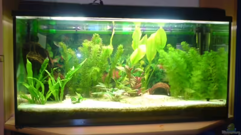 August 07 von Roland Höck (1)