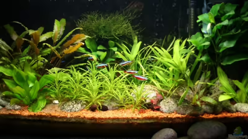 August 08 von Wildwuchs (3)