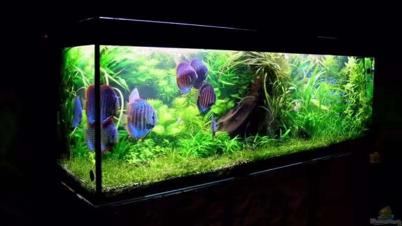 August 09 von @mazonas (61)