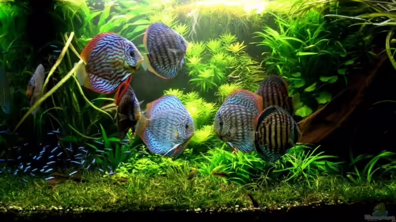 August 09 von @mazonas (63)