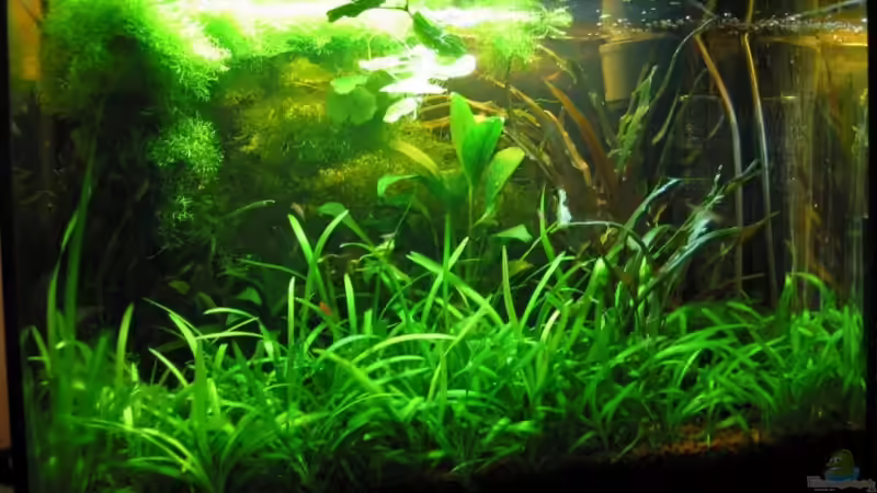 August 2008  - Beckenentwicklung siehe unten! von Insulaner (1)