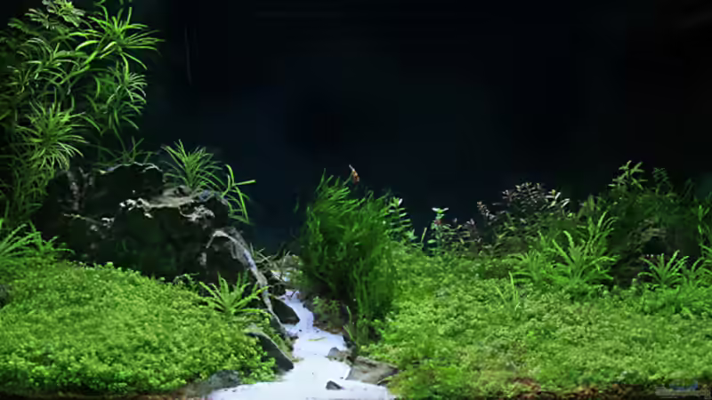 August 2008 von Michael Schwendinger (2)