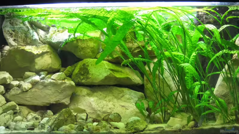 August 2011  von Maclya (6)