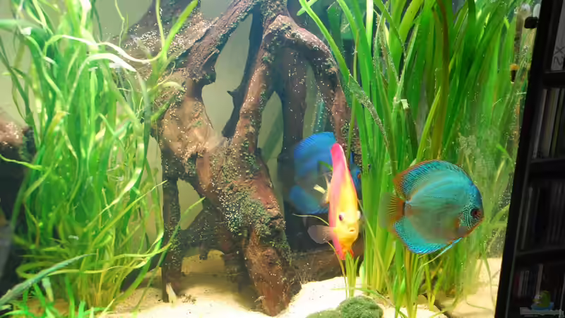 August 2012 von Discusfan (7)