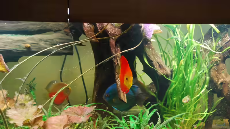 August 2012 von Discusfan (8)