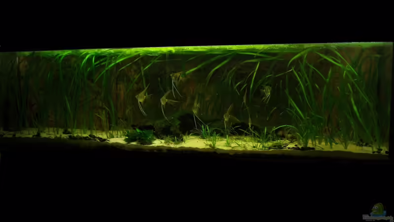 August 2012 von PH Neutral (4)