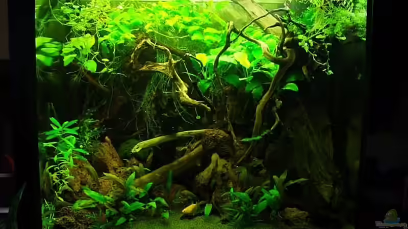 August 2013- mit Gelbstich, aber man erkennt das Wesentliche ;-) von Denise83 (7)