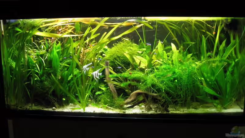 August 2013 von Patricia (4)