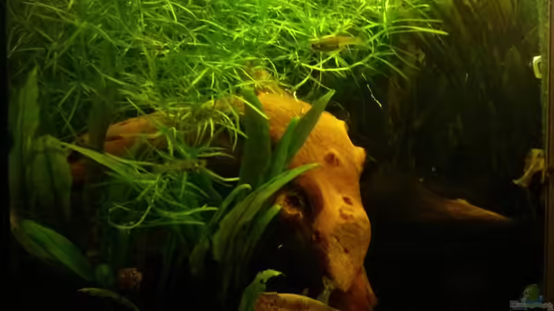 August 2014 Seitenansicht von Gregor (6)