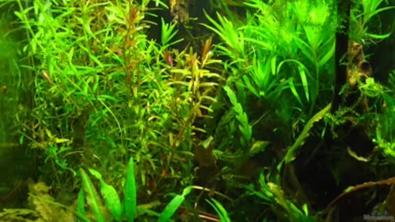 August 2014 von Nanu (16)