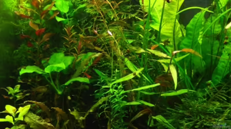 August 2014 von Nanu (2)