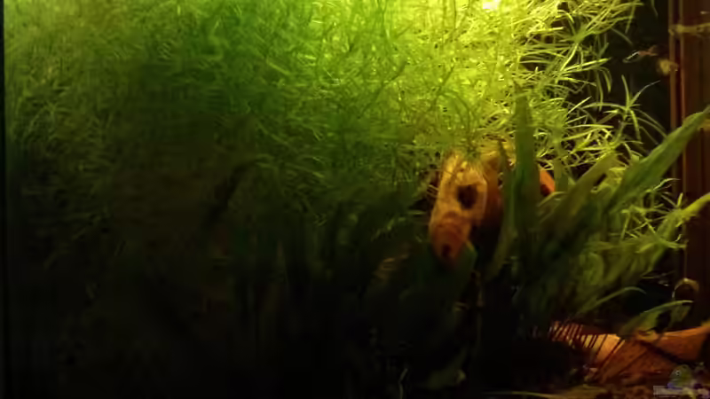 August 2014 Zeit zum gärtnern. von Gregor (5)