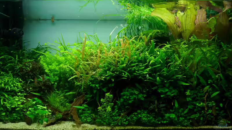 August 2015 von Micha... (15)